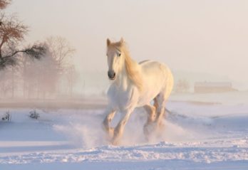 världens läskigaste djur