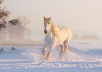 världens läskigaste djur