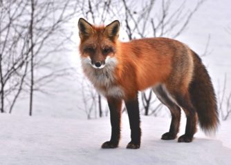 världens farligaste hund rysk