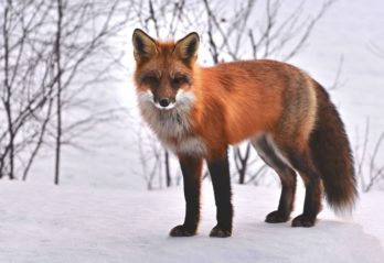 världens farligaste hund rysk