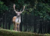 snabbaste djuret i världen