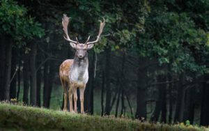 snabbaste djuret i världen