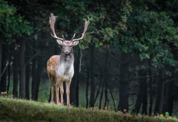 snabbaste djuret i världen