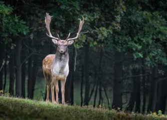 världens sötaste föl